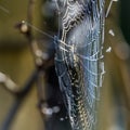 Spider web with water drops from the early morning dew Royalty Free Stock Photo