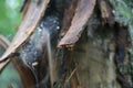 Spider Web Water drops, Old Tree Bark, Evergreen Mystical Forest, North America, Boreal, Canada, Wilderness, Wild Royalty Free Stock Photo