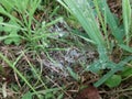 Spider web with water drops after rain Royalty Free Stock Photo