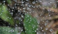 Spider web with water drops after the rain Royalty Free Stock Photo