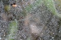 Spider web with water drops after the rain Royalty Free Stock Photo