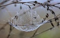 Spider web with water drops Royalty Free Stock Photo