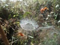 Spider web... water