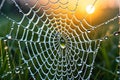 Spider web wet in rain close up shot in nature