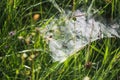 Spider web in wild green grass at countryside Royalty Free Stock Photo