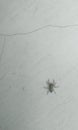 Spider on the web, wild life animals theme, arachnid, insect, legs Royalty Free Stock Photo