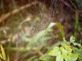 The Spider web in the woods,Often seen in the woods completely Royalty Free Stock Photo