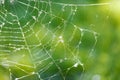 Spider web against green blured background Royalty Free Stock Photo