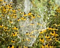 Spider Webs With Black Eyed Susan Flowers Royalty Free Stock Photo