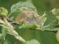 Spider webs of codling moth Cydia pomonella