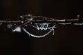 Spider Webs covered with snow and frost. Frozen tree branch in winter forest. Beautiful winter season background. Soft selective Royalty Free Stock Photo