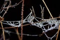 Spider Webs covered with snow and frost. Frozen tree branch in winter forest. Beautiful winter season background. Royalty Free Stock Photo