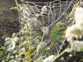 The spider webs. Royalty Free Stock Photo