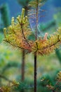 Spider webs on pine