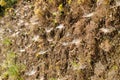 Spider webs of on the slope of a road