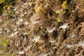 Spider webs of on the slope of a road