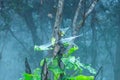 Spider webs on the trees at Sai Thong National Park.