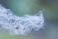 Spider webs, wadding, spring pollen, flying wadding Royalty Free Stock Photo