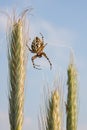 Spider on wheat Royalty Free Stock Photo