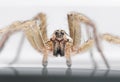 Spider On White Background Royalty Free Stock Photo