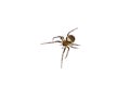 Spider on white background