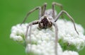 Spider On White Flower Royalty Free Stock Photo