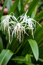 Spider white lily full plant outdoors garden