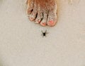 Spider on white sandy beach in Caribbeans