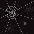 Spider white web