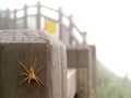 Spider on wooden railing