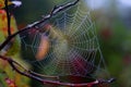 Spider wove a web. Royalty Free Stock Photo