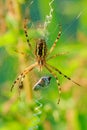 Spider with prey illuminated by backlight close-up