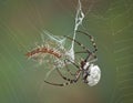 Spider wrapping centipede in web Royalty Free Stock Photo