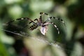 Spider wrapping hopper Royalty Free Stock Photo