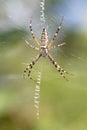 Spider wrapping hopper Royalty Free Stock Photo