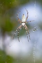 Spider wrapping hopper Royalty Free Stock Photo