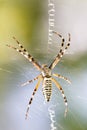 Spider wrapping hopper Royalty Free Stock Photo