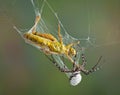 Spider wrapping hopper in web Royalty Free Stock Photo