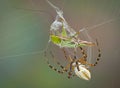 Spider wrapping hopper in web Royalty Free Stock Photo