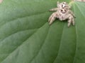 a spider & x28;araneae& x29; on a Sancang leaf & x28;premna microphylla& x29;