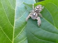 a spider (araneae) on a Sancang leaf (premna microphylla)