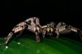 Spider (Cupiennius getazi) - Arenal, Costa Rica
