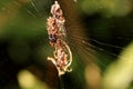 The Spider (Cyclosa Octotuberculata) on Spiderweb