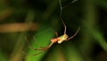 The Spider (Leucauge Blanda) on Spiderweb Royalty Free Stock Photo