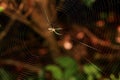 The Spider (Leucauge Subblanda) on Spiderweb Royalty Free Stock Photo