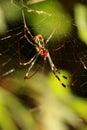 The Spider (Nephila Clavata) under Sunlight