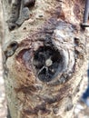 Spider in tree hole Royalty Free Stock Photo