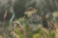 A spider's web with dew drops in the swamp in the morning at dawn Royalty Free Stock Photo