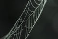 Spider's web, drops of water, morning dew Royalty Free Stock Photo