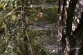 Spider's web on spruce branches in forest in autumn day, closeup view. Royalty Free Stock Photo